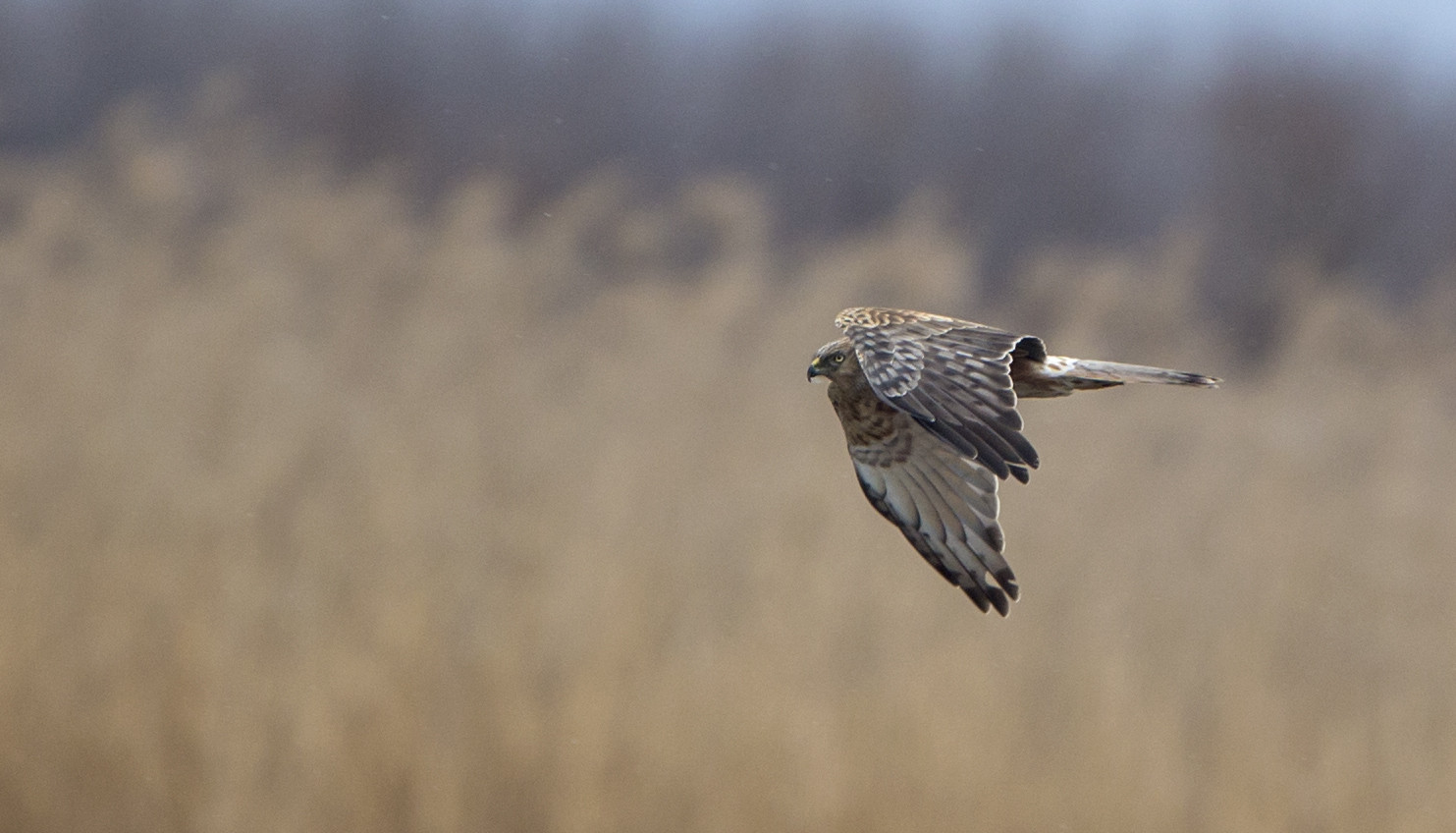 image Eastern Marsh-Harrier